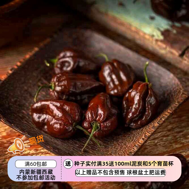 【种子】传家宝老品种 超辣度57万史高维尔 巧克力哈瓦那辣椒 5粒图片