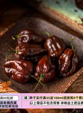 【种子】传家宝老品种 超辣度57万史高维尔 巧克力哈瓦那辣椒 5粒