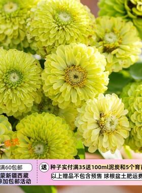 【种子】夏季耐热 切花型半重瓣百日草 绿色嫉妒 10粒