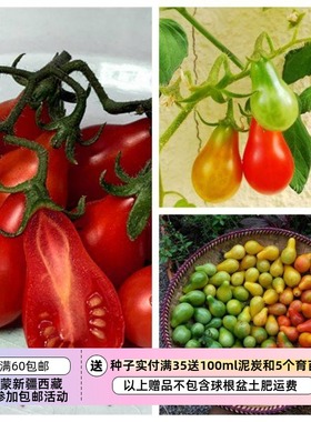 【种子】传家宝种子 更好吃樱桃番茄小西红柿 奥斯汀红色梨滴