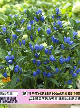 【种子】多年生  切花型  日本龙胆 牧野龙胆 皇家蓝色 10粒