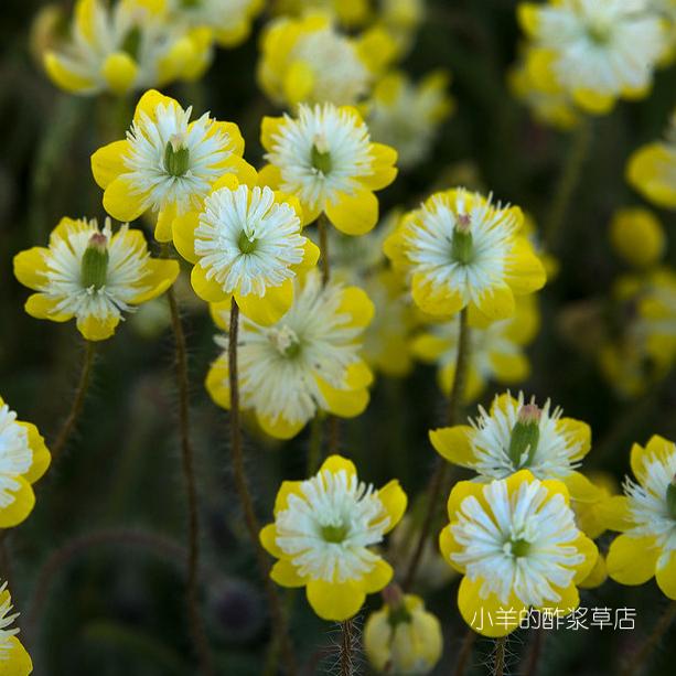 宽丝虞美人奶油杯小型