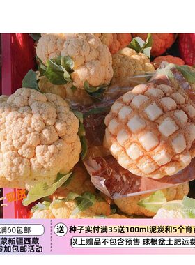 疯狂的小羊橙色小菜花