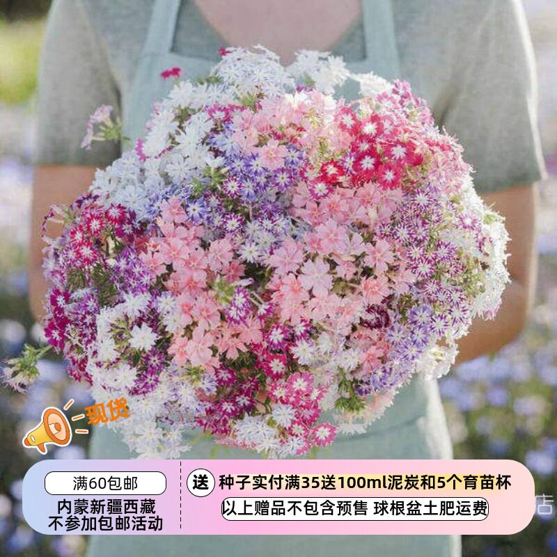 【种子】一年生 香花 福禄考 小星星混色（花色随机） 10粒