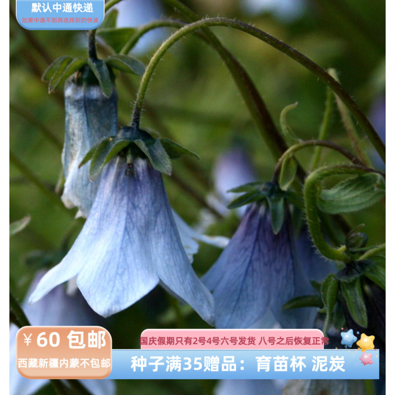 【种子】多年生 桔梗科 淡蓝色铃铛花 帽子风铃 10粒