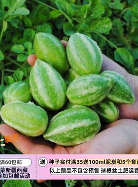 【种子】一年生 可以食用 西印度小黄瓜  5粒（先看描述）