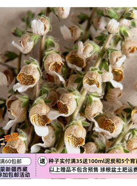 玄参科毛地黄牛奶咖啡10粒种子