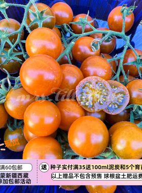 【种子】蔬菜种子樱桃番茄  传家宝 深橙色马斯科特樱桃 5粒