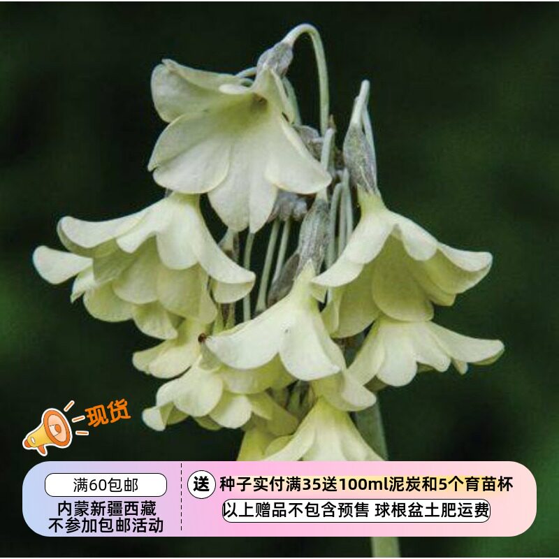 【种子】多年生 报春花科 月光樱草 杂色钟报春 10粒 混色