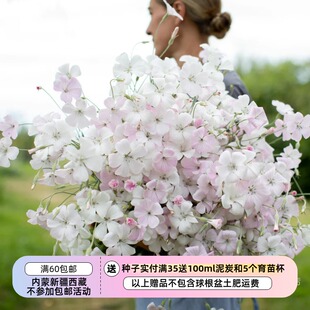 【种子】一年 石竹科  大花麦仙翁 海洋珍珠浅粉色  5粒