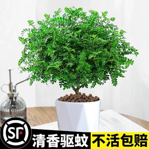 正宗清香胡椒木盆栽花卉室内外驱蚊草植物树苗老桩盆景九里香绿植