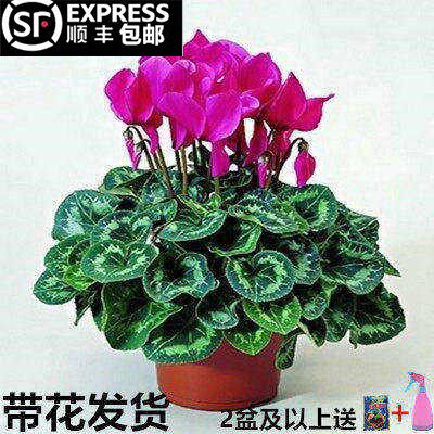 仙客来盆栽带花苞室内花卉重瓣迎客来四季开花好养大花苗观花植物