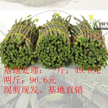 铁皮石斛鲜条500g云南新鲜铁皮石斛鲜条三五年生石斛鲜条鲜石斛