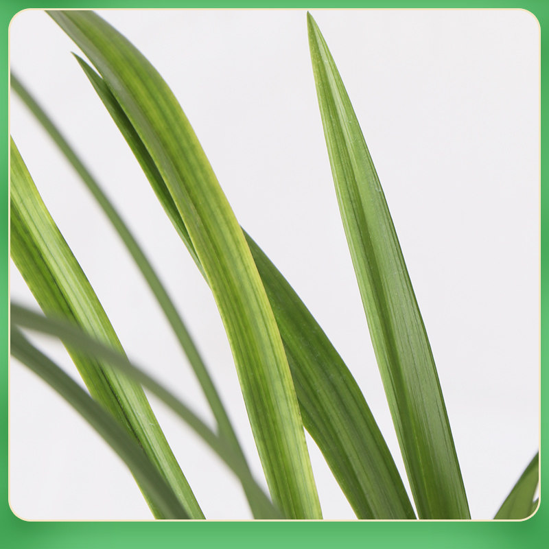 兰花建兰四季兰观音素花季带花带盆栽好发货仿紫砂塑料盆花卉绿植