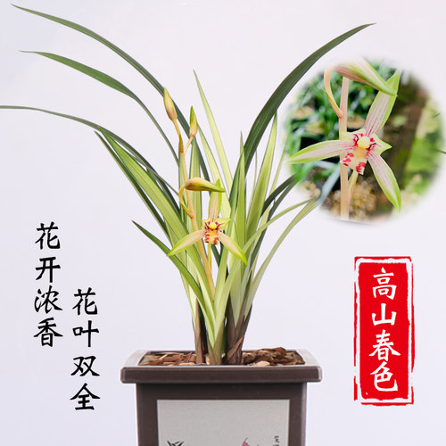 四季兰高山春色花叶双全中透艺