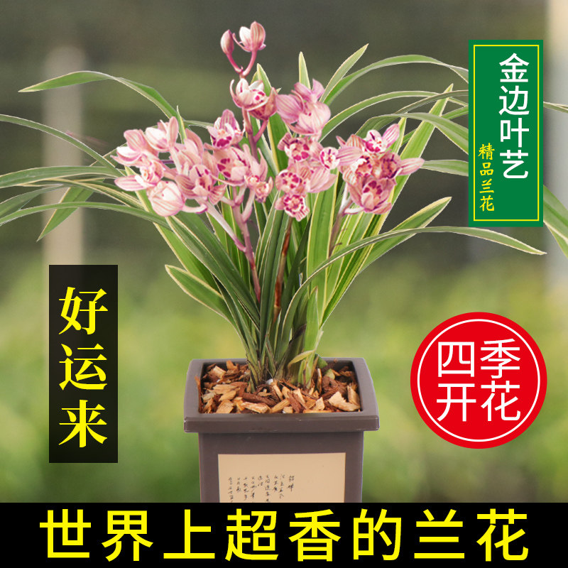 高宅兰花苗 浓香型四季兰 金边好运来 建兰阳台花卉盆栽绿植
