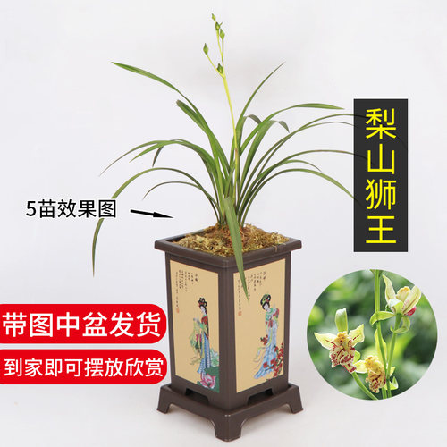 高宅奇花带花苞兰花梨山狮王建兰