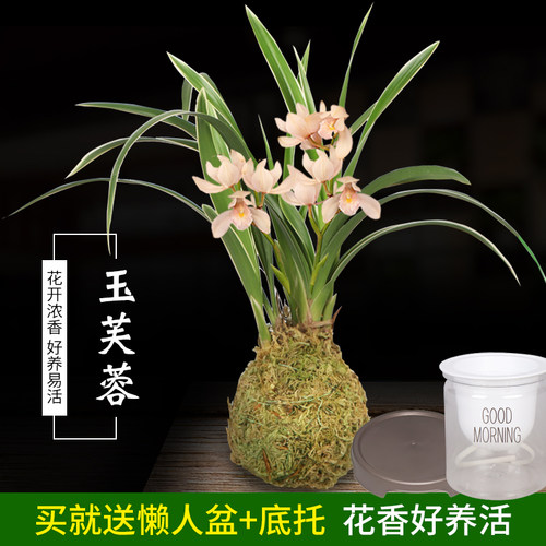建兰金边玉芙蓉送懒人盆底托