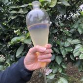 苦橙花纯露500ml 补水提亮收缩毛孔收毛孔纯露去闭口粉刺孕妇 保湿