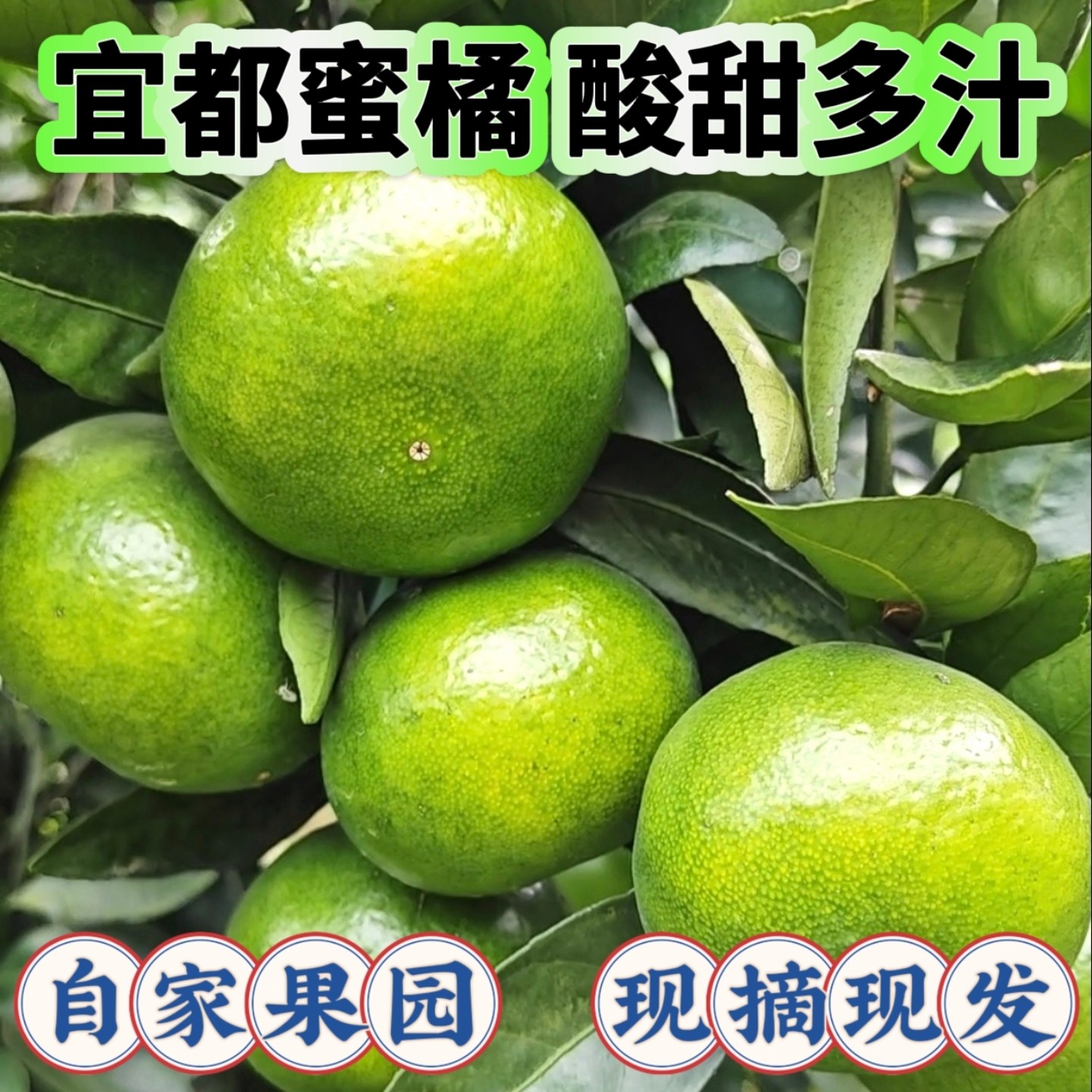 湖北宜昌宜都农家自种蜜橘桔柑子新鲜水果当季果园采现摘现发无籽