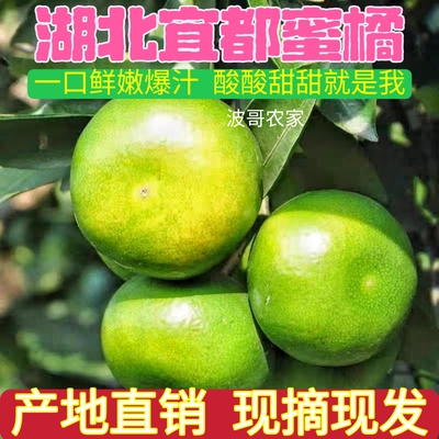 湖北宜昌宜都农家自种青黄皮蜜桔蜜橘柑子新鲜水果当季现摘现发