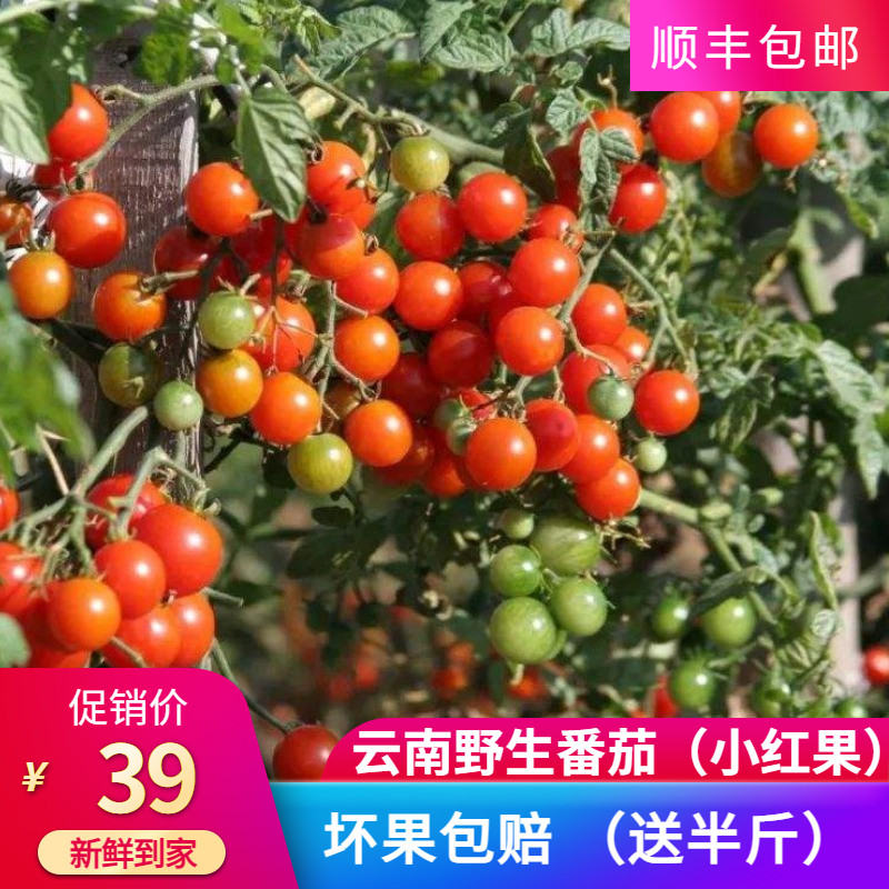 云南野生番茄广西小西红柿酸汤火锅贵州小番茄新鲜小红果酸毛辣果