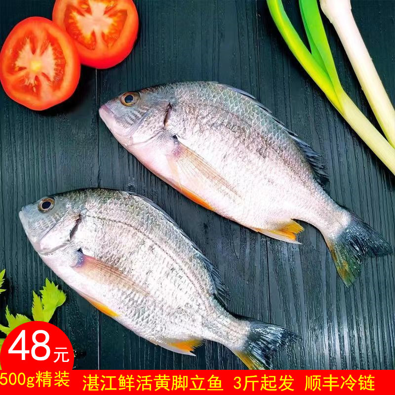 广东湛江海产黄脚立鱼新鲜当天捕捞鲜活黄立鱼冰鲜黄鲷鱼1500g装