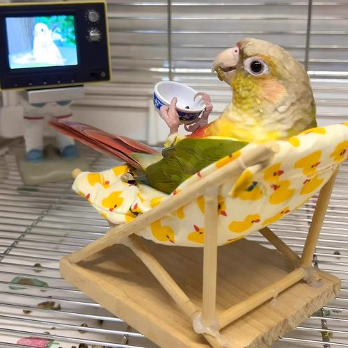 鹦鹉躺椅玄凤小太阳解闷自嗨玩具