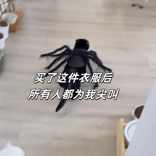 宠物蜘蛛衣服搞怪拍照道具创意