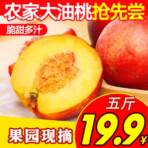油桃沂蒙山5斤现摘现发
