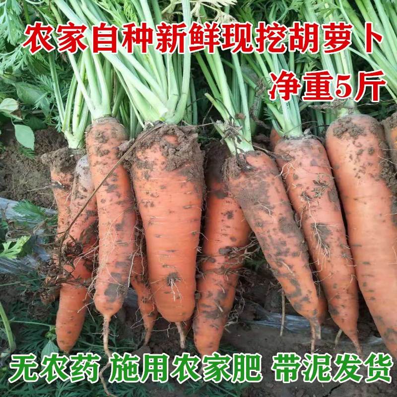 现挖新鲜胡萝卜带泥水果萝卜生吃蔬菜农家新鲜水果蔬菜5斤包邮