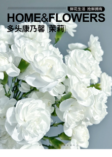 多头康乃馨茉莉鲜切花家用插花客厅办公室东三省京津冀内蒙包邮