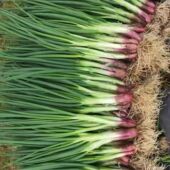 东北毛葱苗带绿叶鲜嫩蘸酱菜农家自种现拔现发新鲜发货