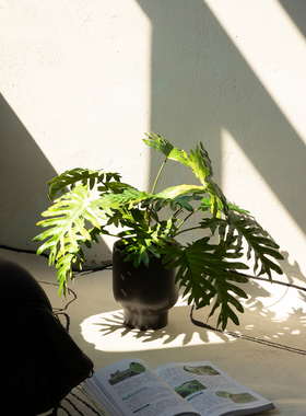 仿真绿植春芋小盆栽台面摆放