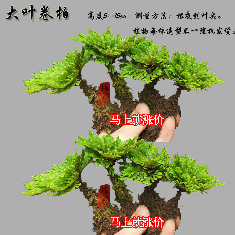 卷柏老桩盆栽九死还魂草假山蕨类桌面绿植