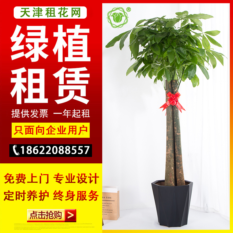 天津租花植物租赁绿化租摆办公室大型绿植盆栽园展出上门养护花卉