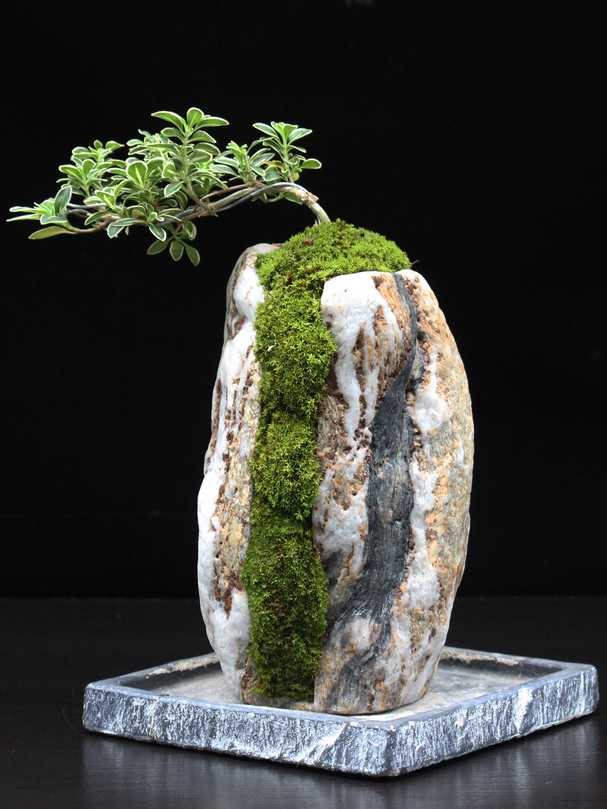 石头花盆倒扣盆悬崖式景观附石菖蒲黑松柏假山盆景造景装饰室内