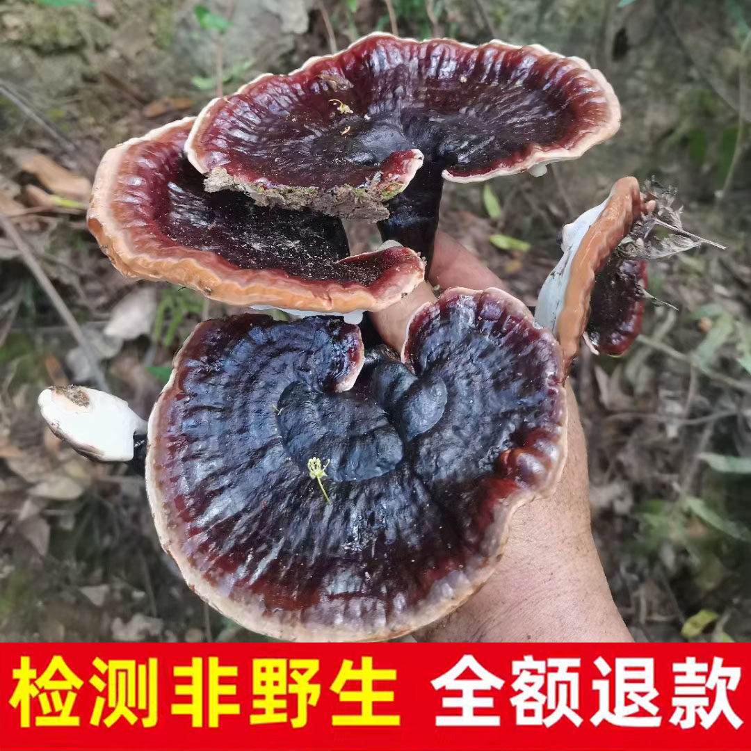 紫芝中药材广西纯野生灵芝金边紫灵芝林芝装特级整枝可切片泡酒