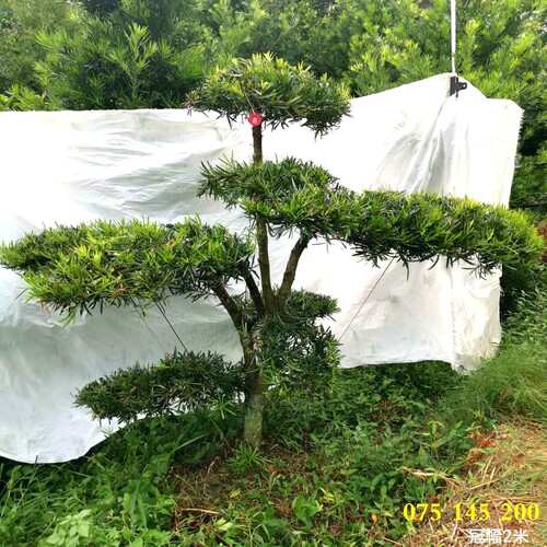 庭院风水树多少钱 庭院风水树价格 小麦优选