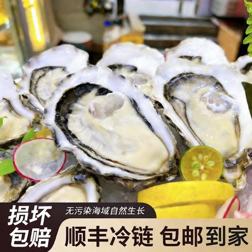 包活鲜活乳山生蚝新鲜山东牡蛎超大特大肉海蛎子10斤海鲜水产刺身