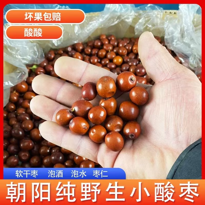 25年东北朝阳纯野生山枣山沟小酸枣孕妇解馋新鲜采摘应季水果包邮