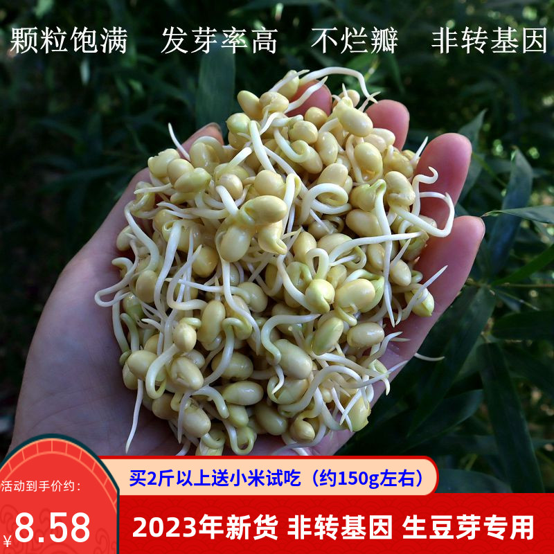 豆芽专用黄豆非转基因小黄豆生黄豆芽2023新货芽苗菜农家自种500g-封面