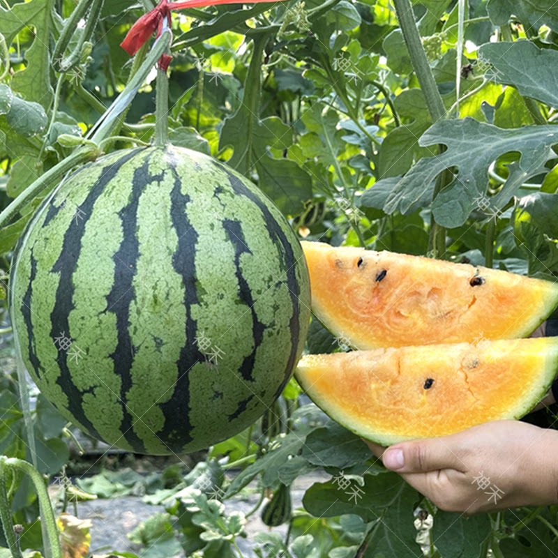 蔬菜种子花皮彩虹礼品西瓜种子皮薄好吃成熟早四季阳台庭院
