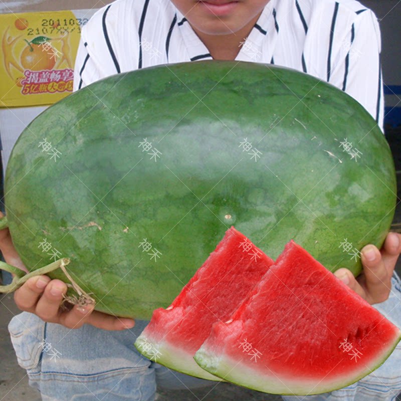 巨型西瓜种籽大果型春季高产懒汉西瓜种子卡其冰雪风蔬菜种子