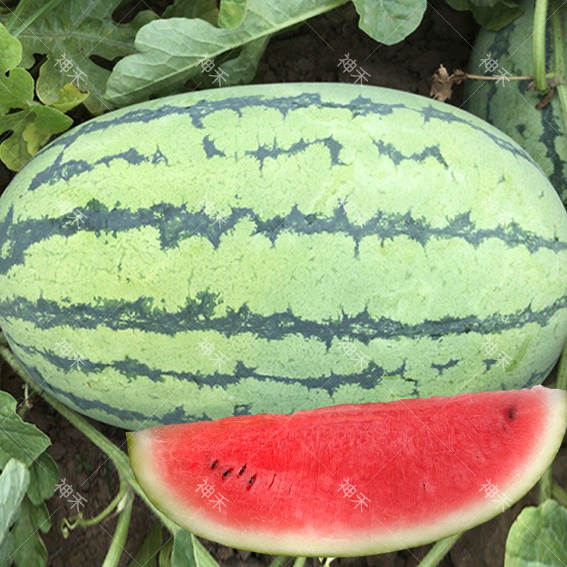 蔬菜种子农大六号西瓜种籽椭圆大果耐重茬春秋四季阳台盆栽农家