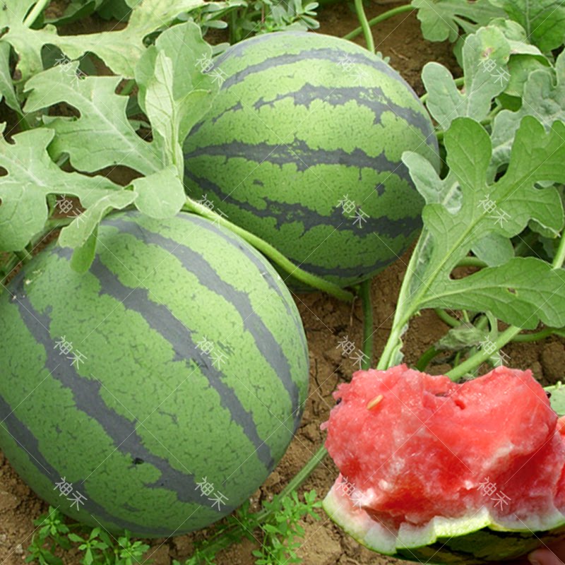 蔬菜种子佳美麒麟8424西瓜种籽成熟早四季春季阳台盆栽农家庭院