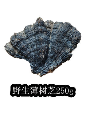 野生纯天然250克整枝薄树芝