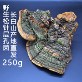 松针层孔菌野生长白山松木层孔菌松树桑黄灵芝整枝切片林芝250克