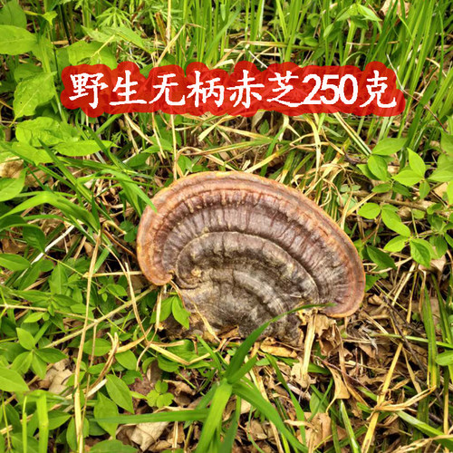 深山野生无柄赤芝250g整枝可切片