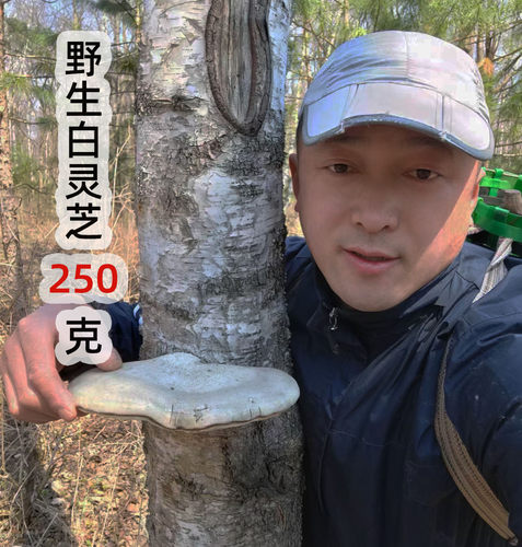 长白山野生白灵芝白玉整枝250g